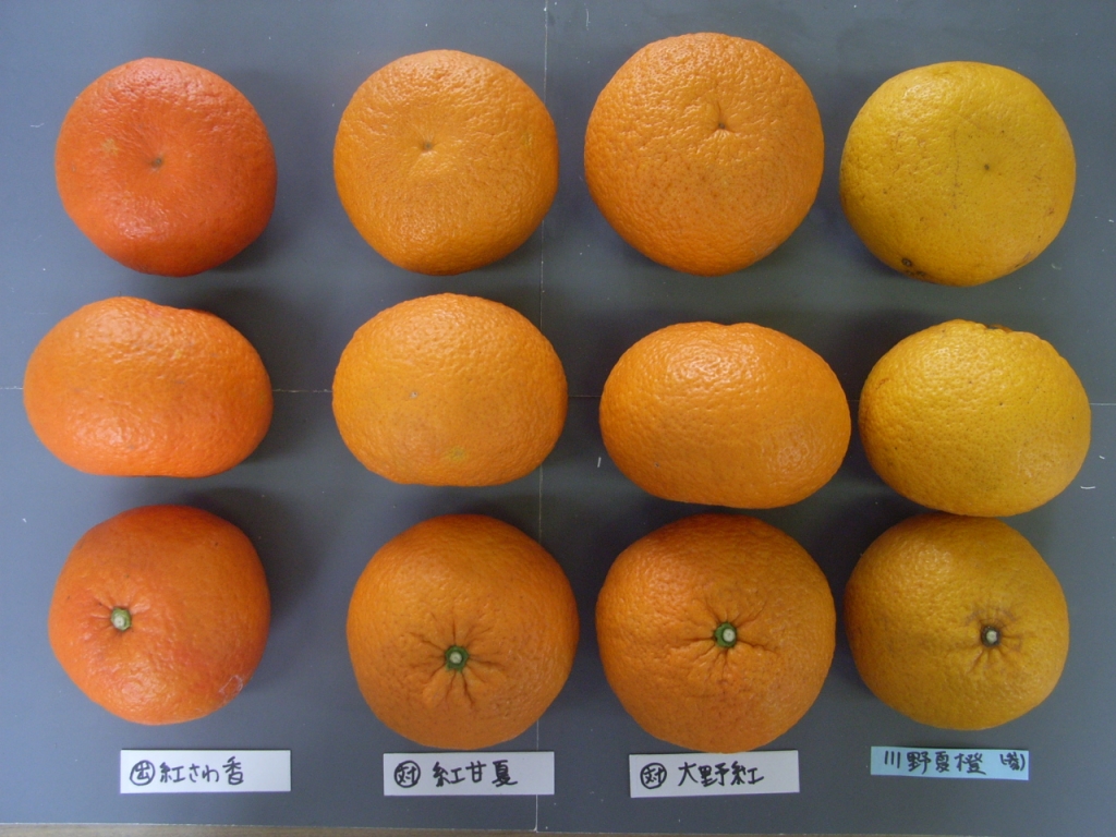 果实 (MAFF, Japan)