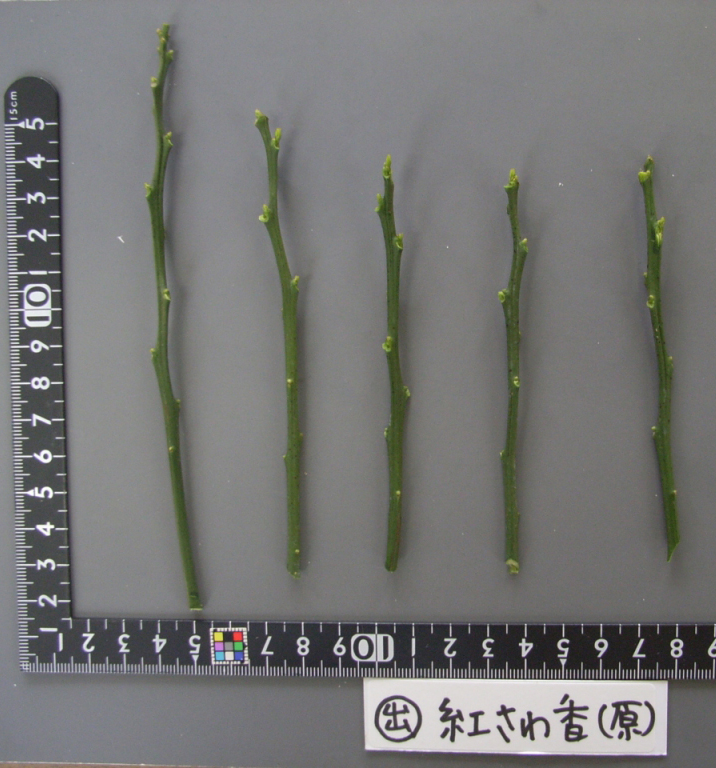 果实 (MAFF, Japan)