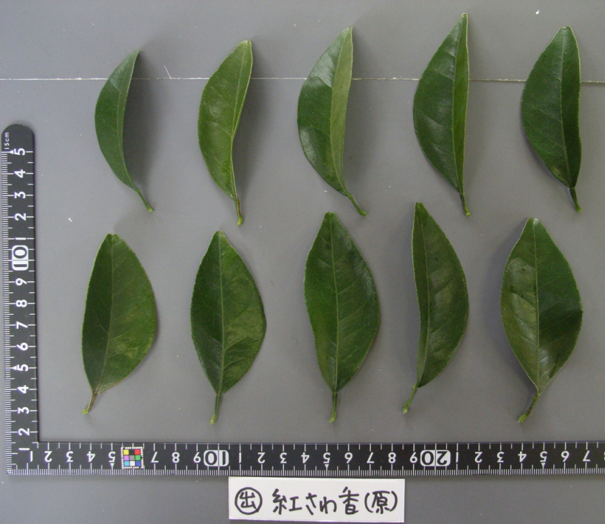 果实 (MAFF, Japan)