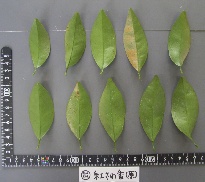 果实 (MAFF, Japan)