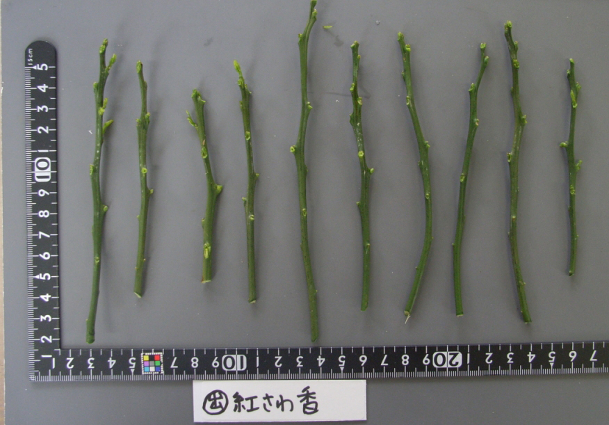 果实 (MAFF, Japan)