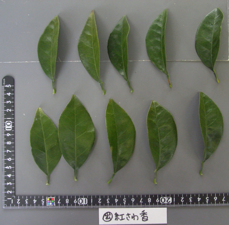 树体 (MAFF, Japan)