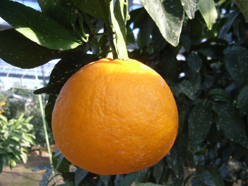 树体 (MAFF, Japan)