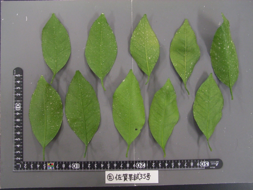 果实 (MAFF, Japan)