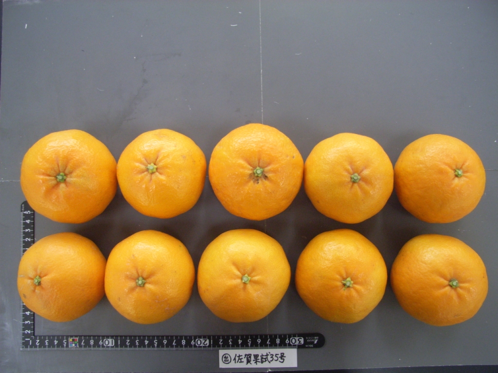 果实 (MAFF, Japan)