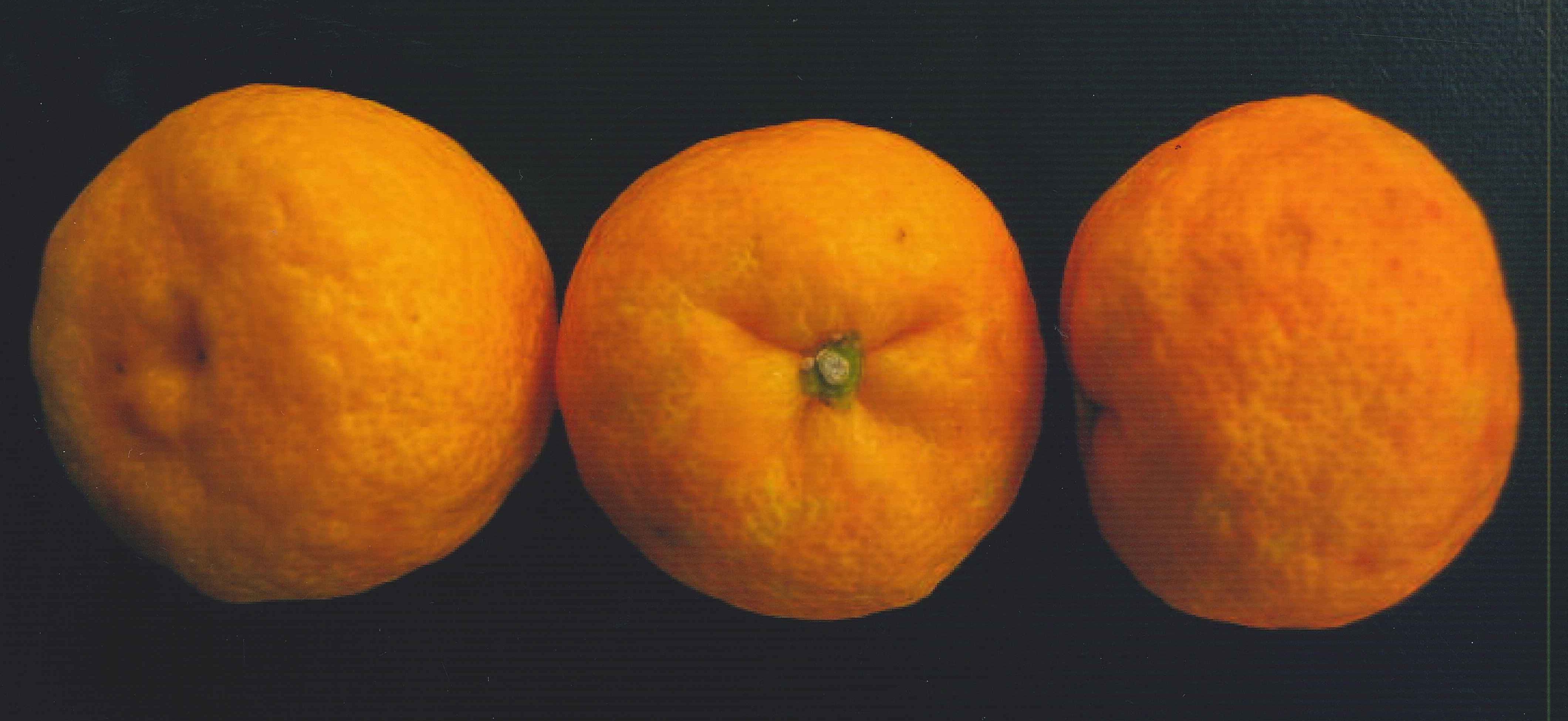 树体 (MAFF, Japan)