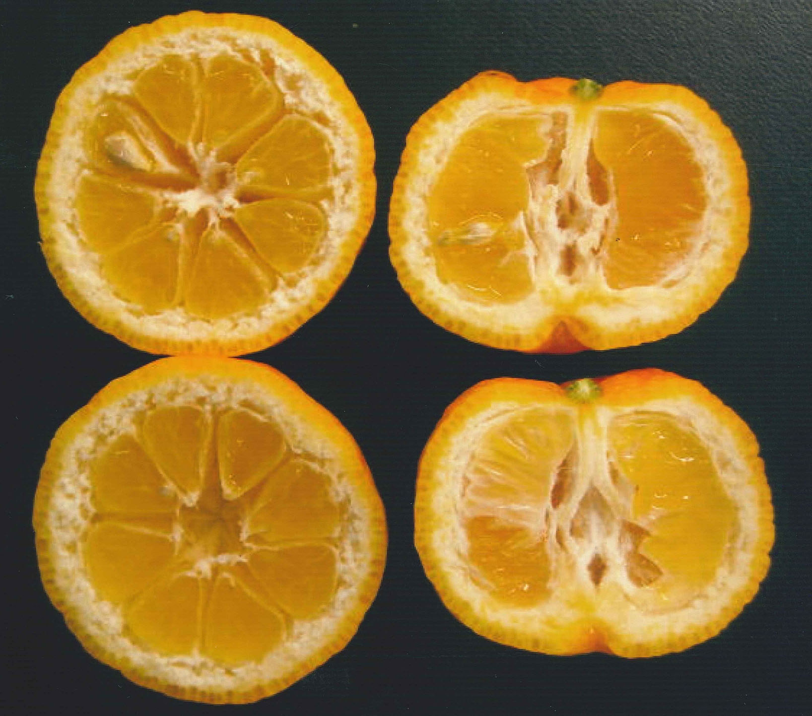 果实 (MAFF, Japan)