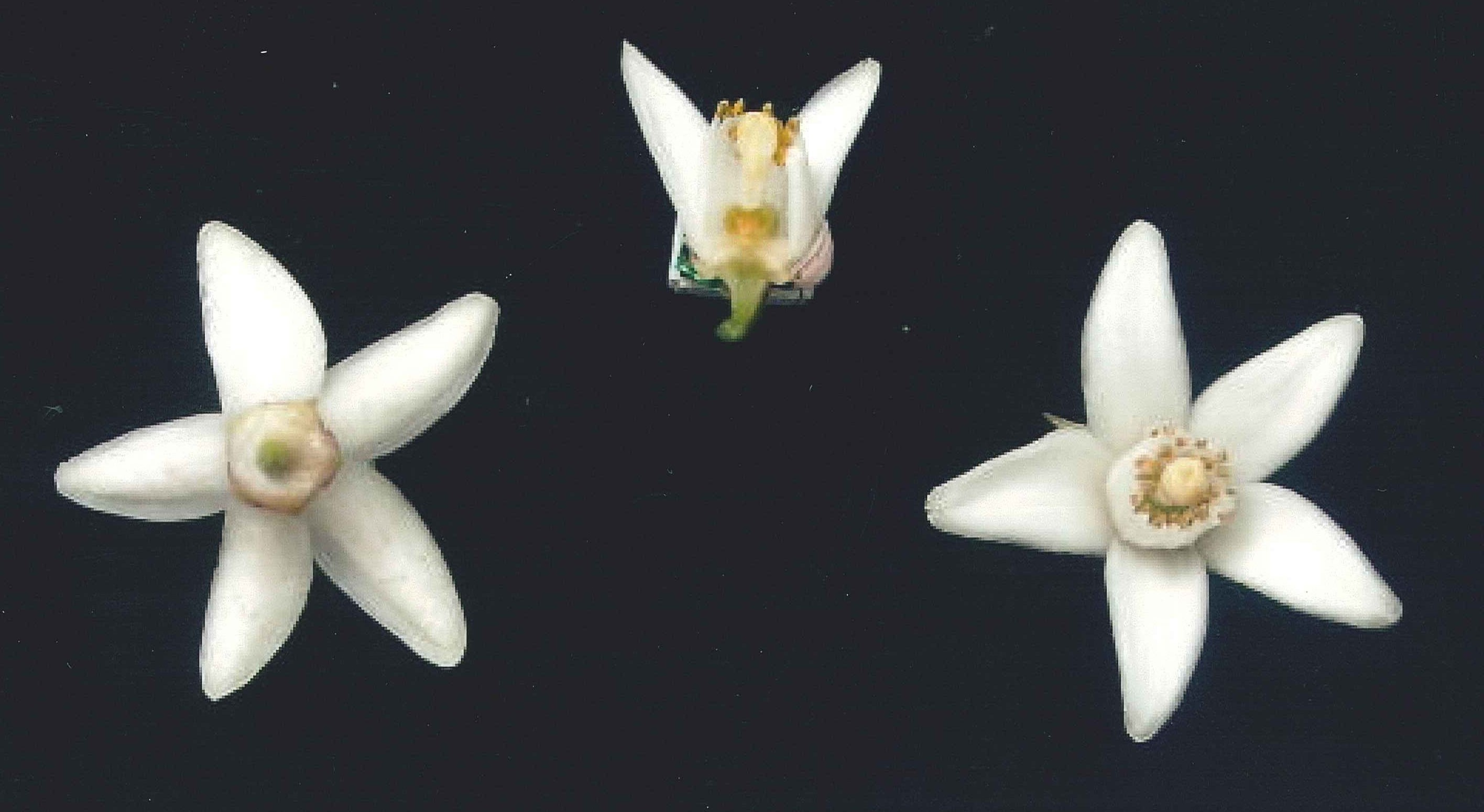 果实 (MAFF, Japan)