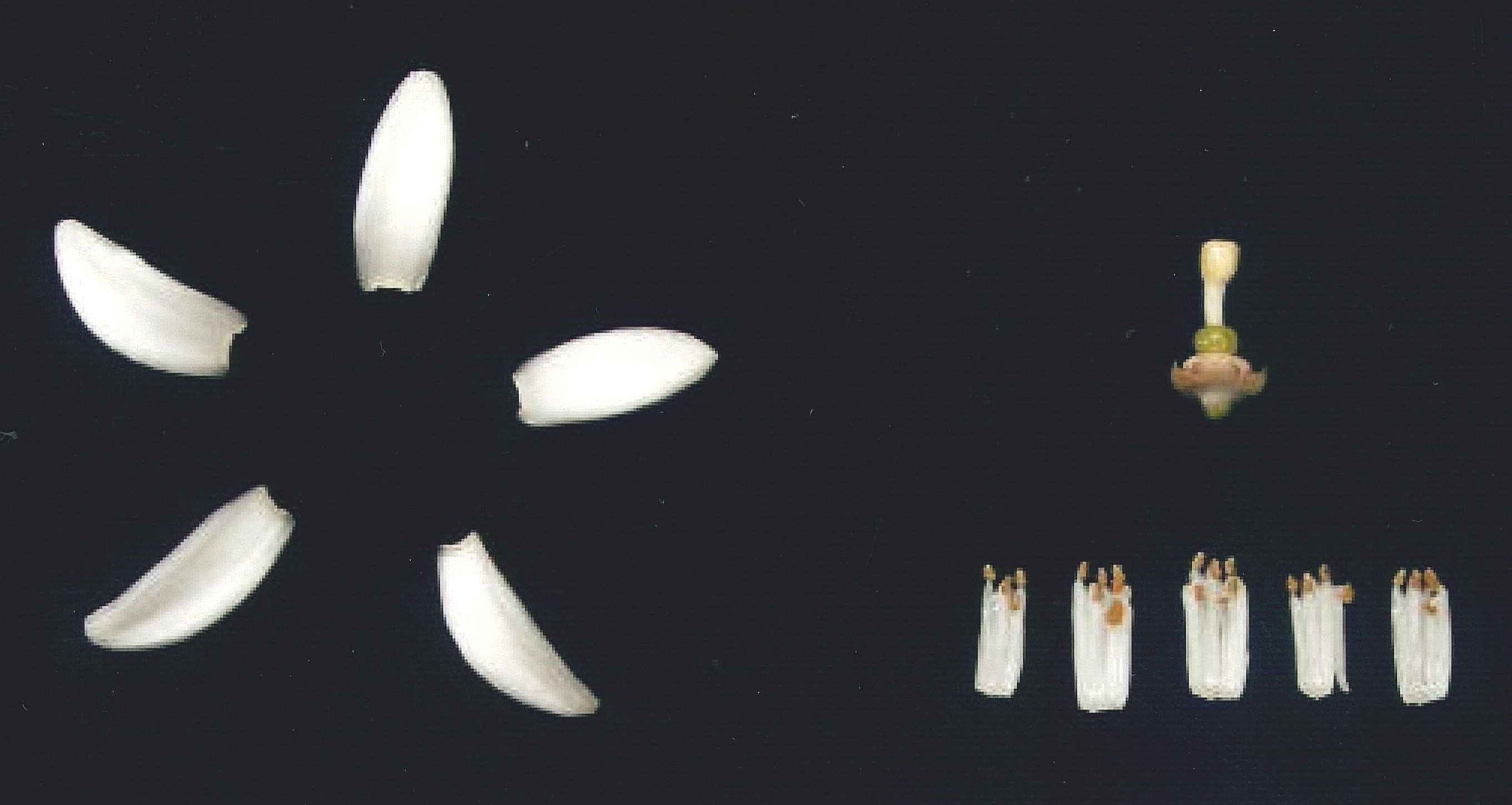 果实 (MAFF, Japan)