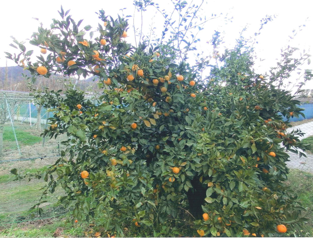 果实 (MAFF, Japan)