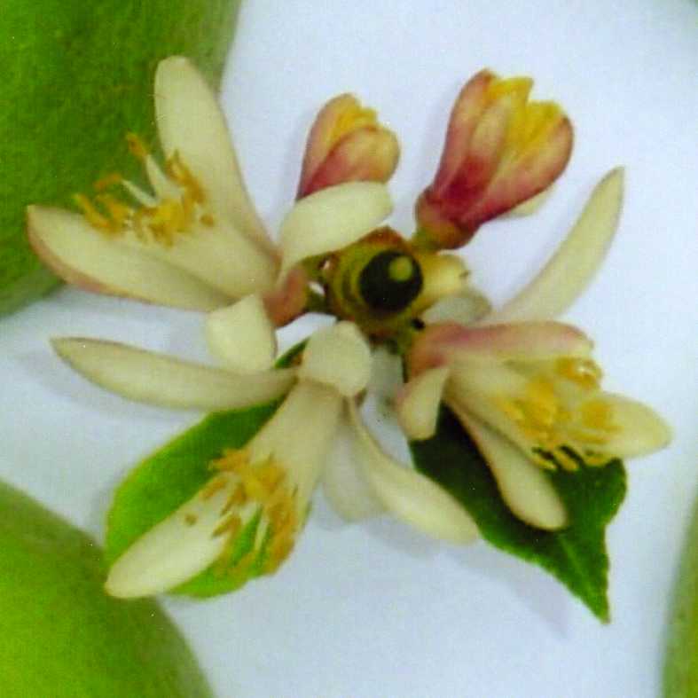 树体 (MAFF, Japan)