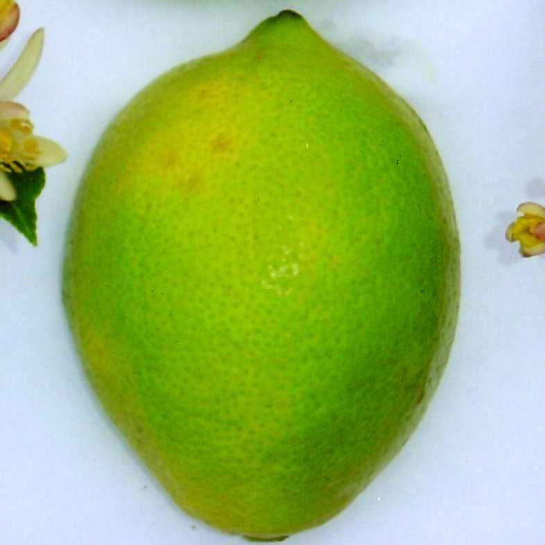 果实 (MAFF, Japan)