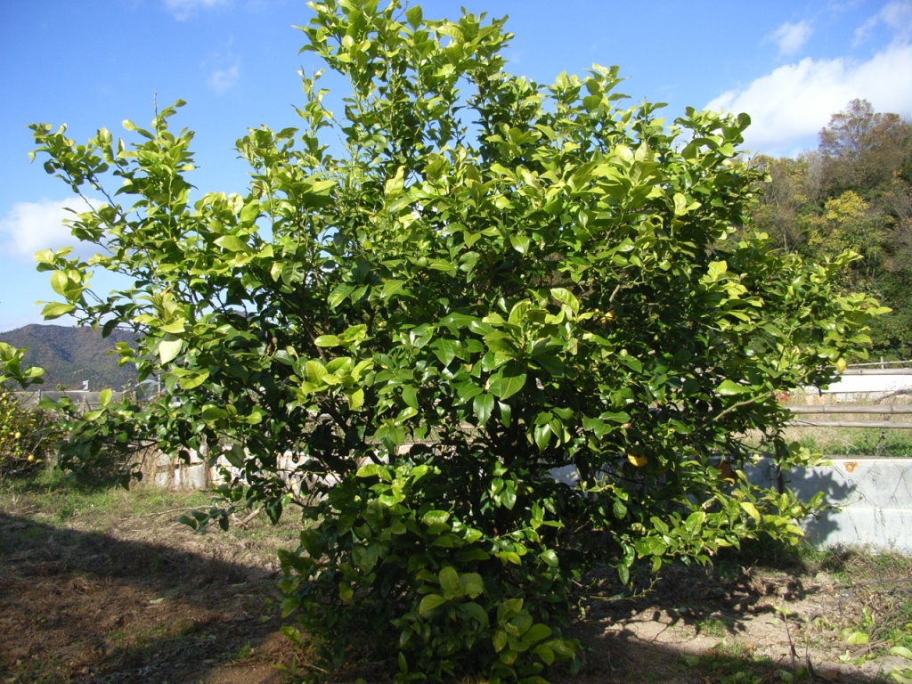 树体 (MAFF, Japan)