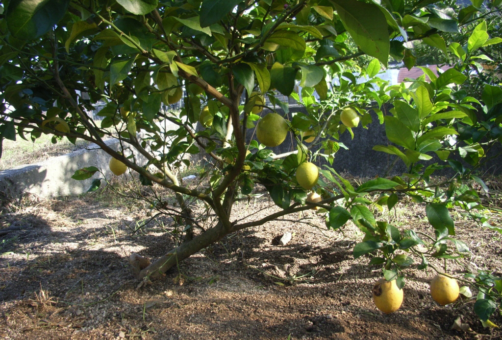 果实 (MAFF, Japan)