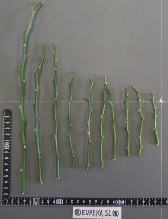 果实 (MAFF, Japan)