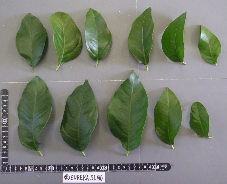 果实 (MAFF, Japan)