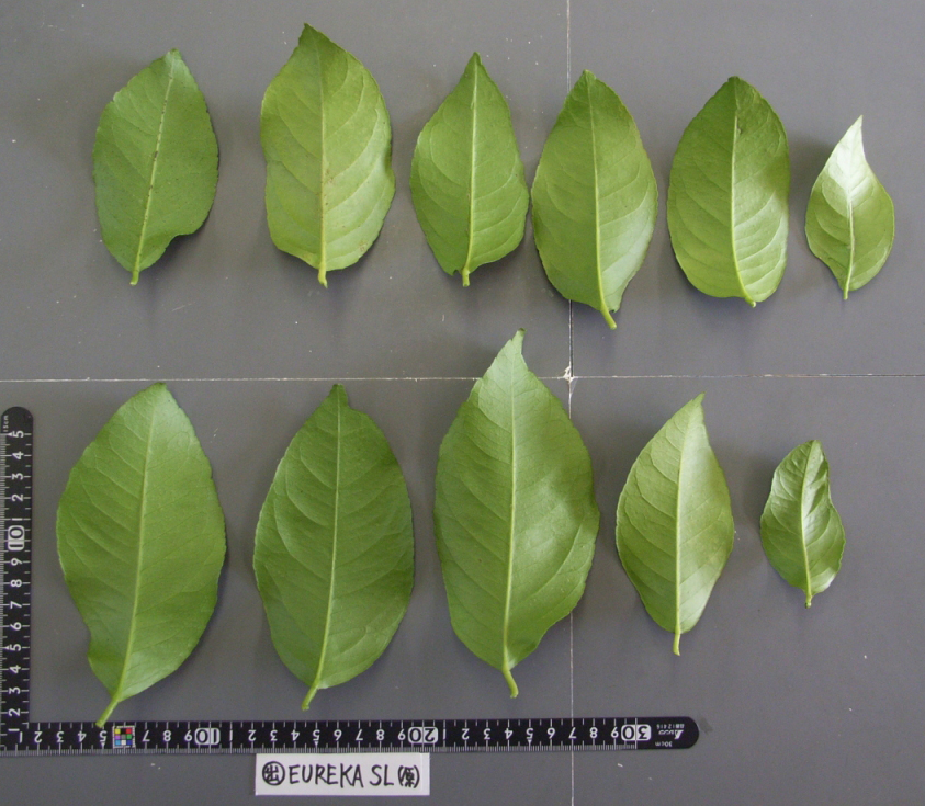 果实 (MAFF, Japan)