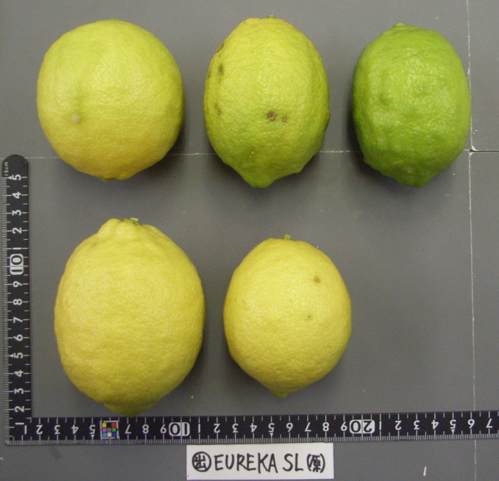 树体 (MAFF, Japan)