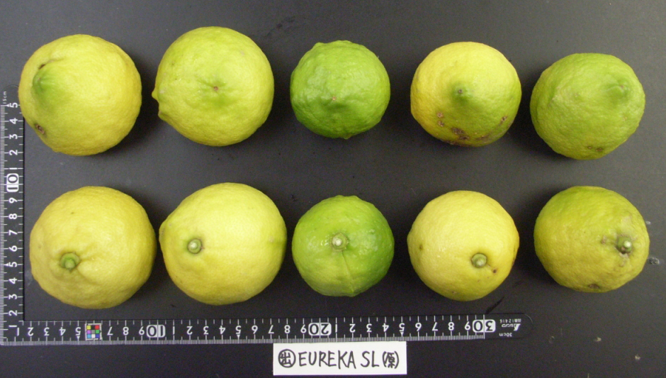 果实 (MAFF, Japan)