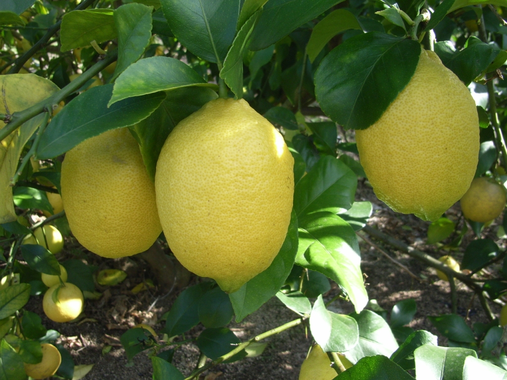 果实 (MAFF, Japan)