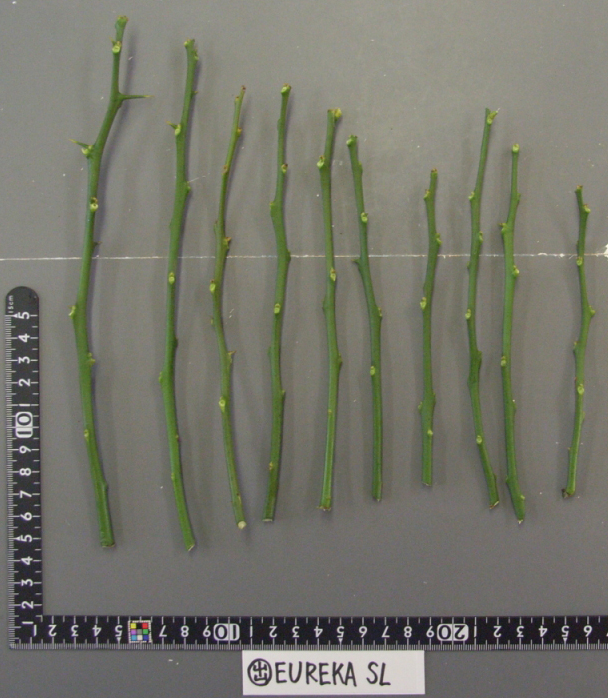 果实 (MAFF, Japan)