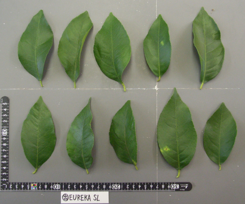 果实 (MAFF, Japan)