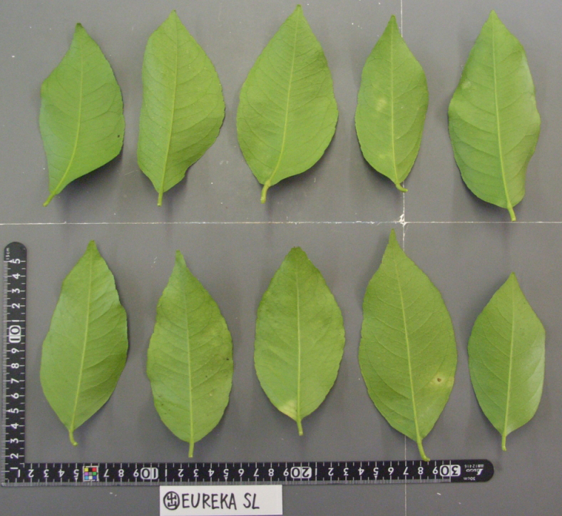 果实 (MAFF, Japan)