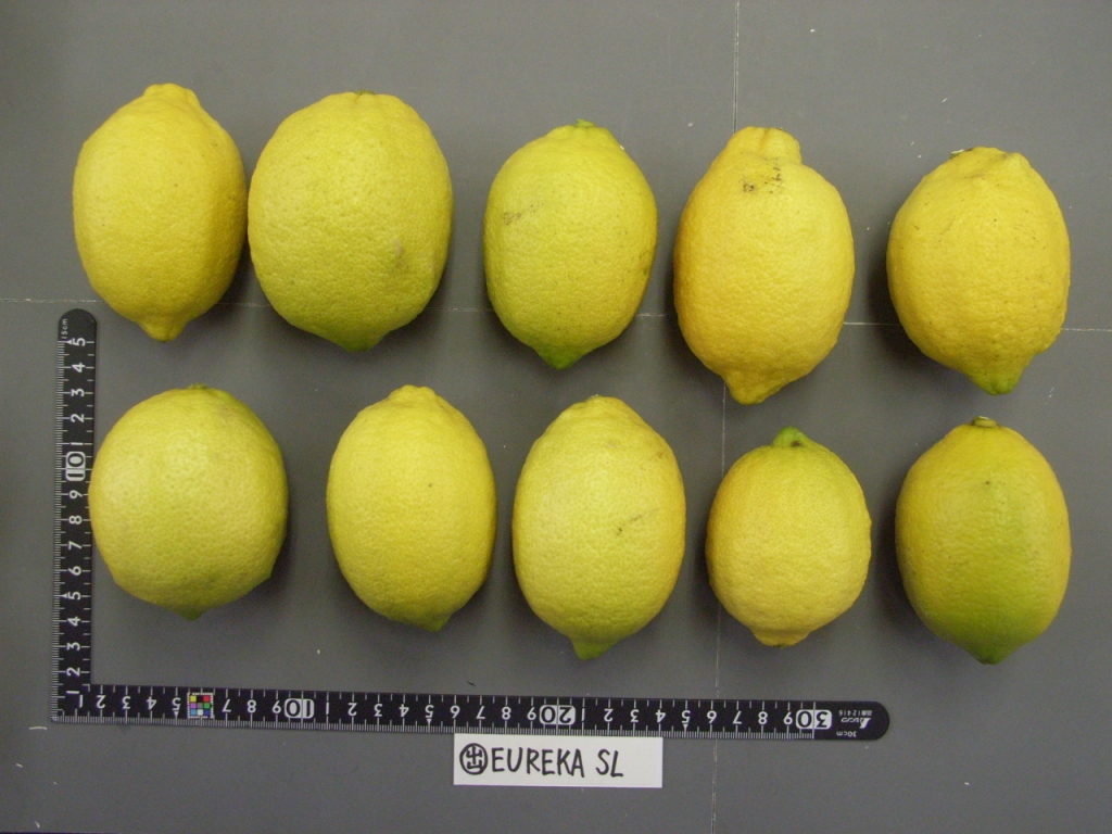 树体 (MAFF, Japan)