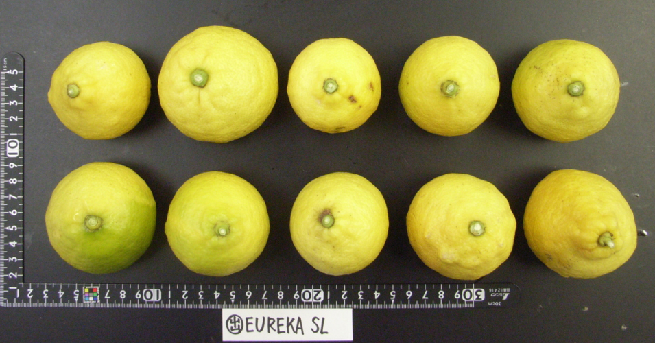 果实 (MAFF, Japan)