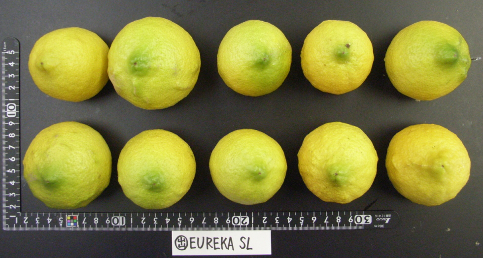 果实 (MAFF, Japan)