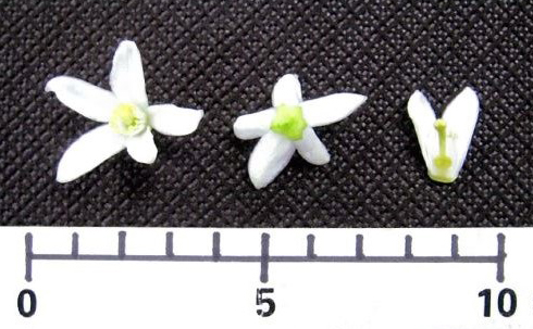 果实 (MAFF, Japan)