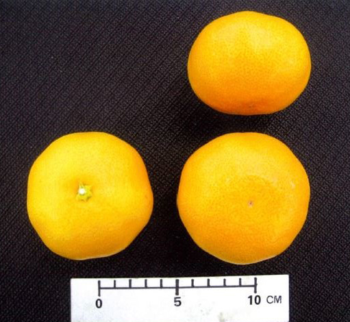 果实 (MAFF, Japan)