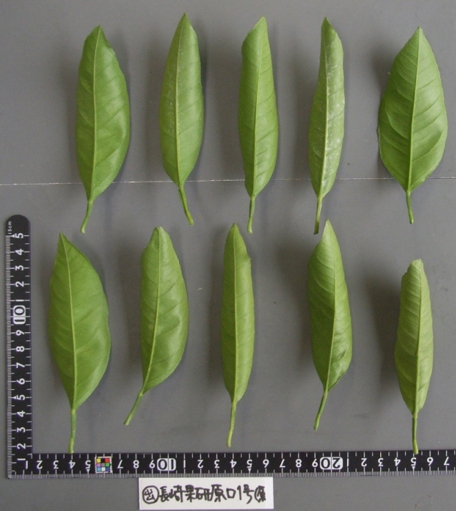 果实 (MAFF, Japan)