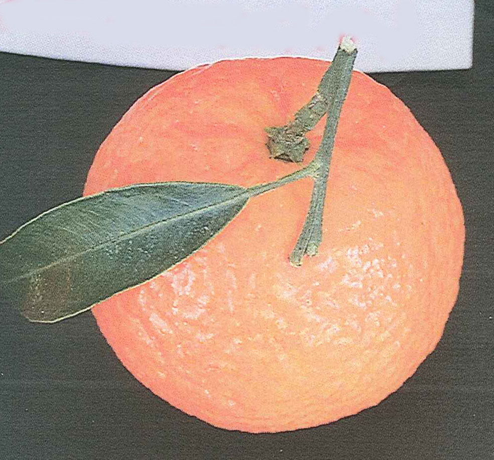 树体 (MAFF, Japan)