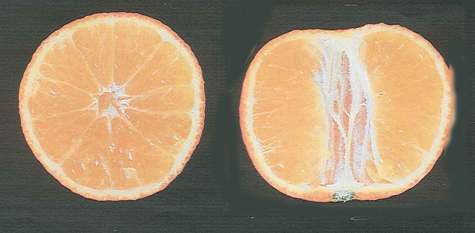 果实 (MAFF, Japan)