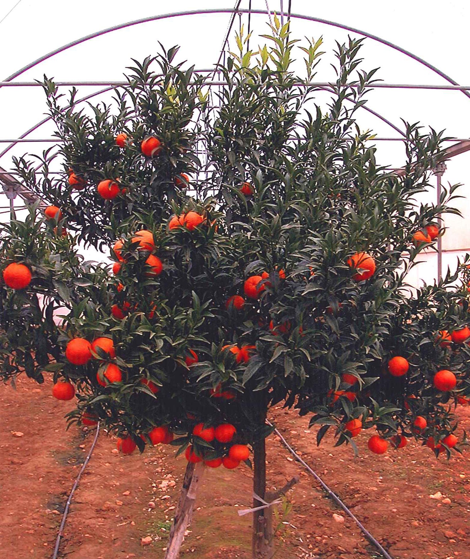 果实 (MAFF, Japan)