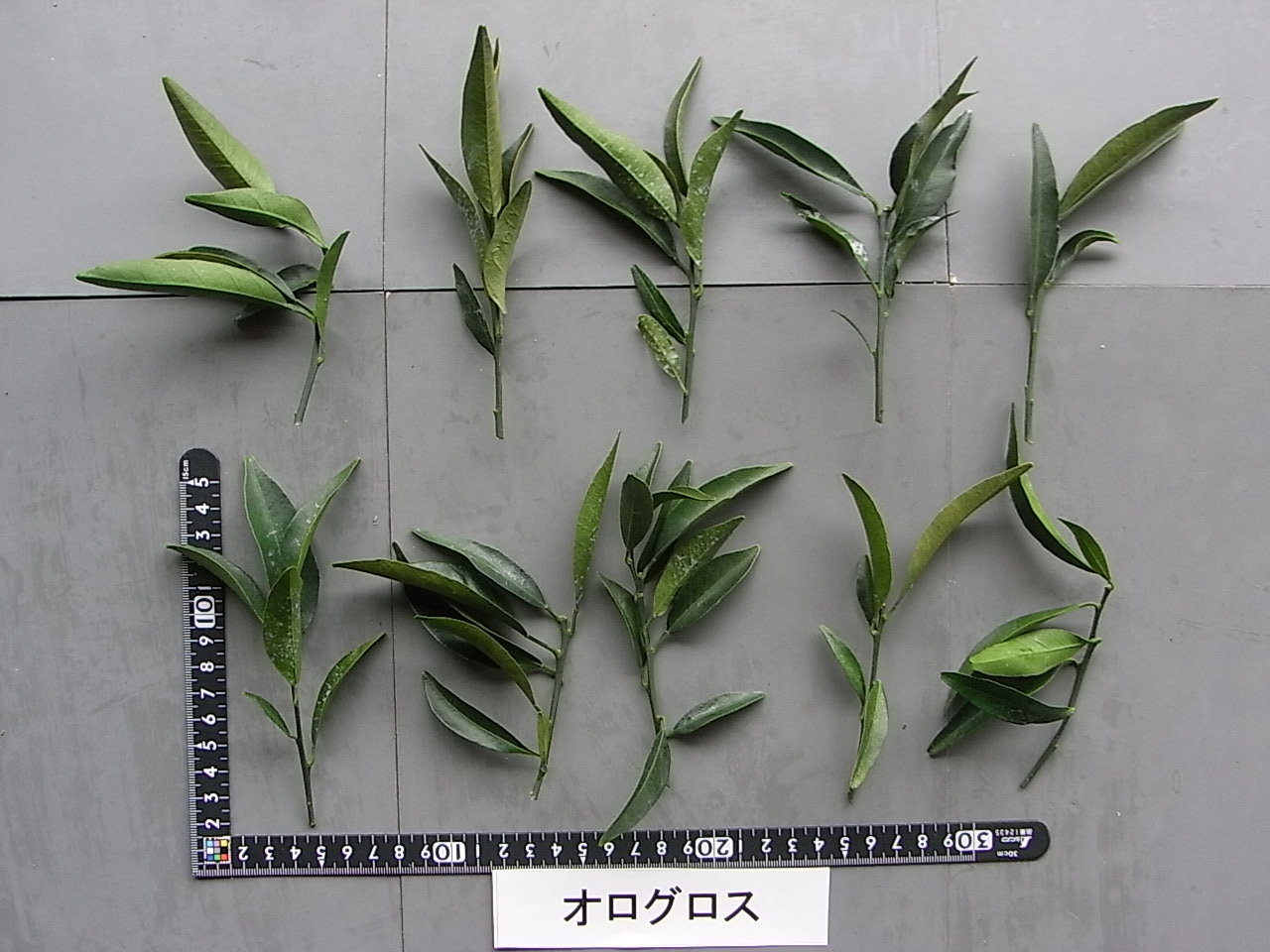 树体 (MAFF, Japan)