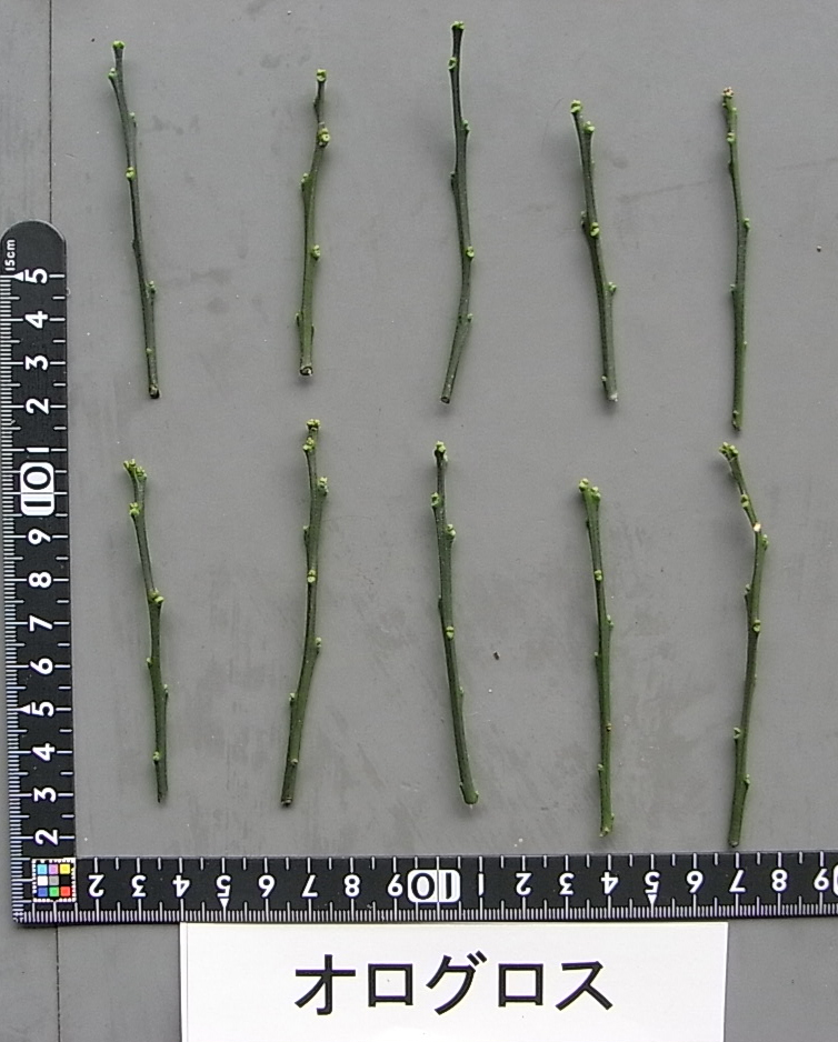 果实 (MAFF, Japan)