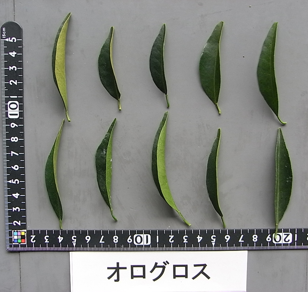 果实 (MAFF, Japan)