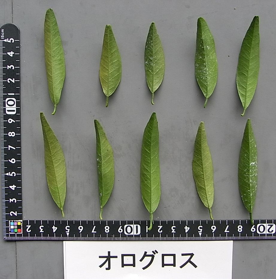 果实 (MAFF, Japan)