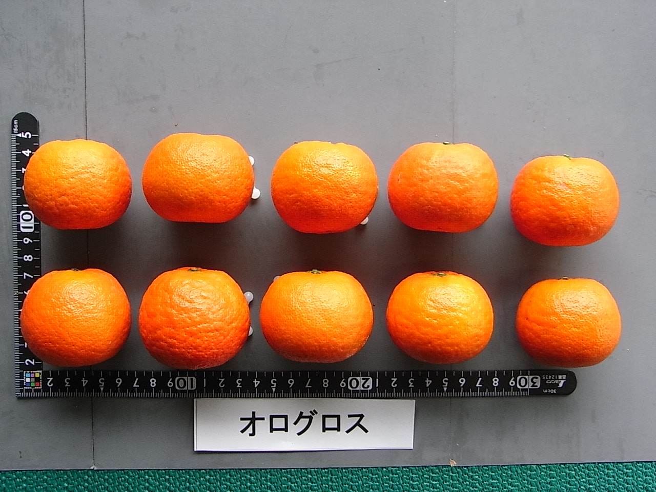 树体 (MAFF, Japan)