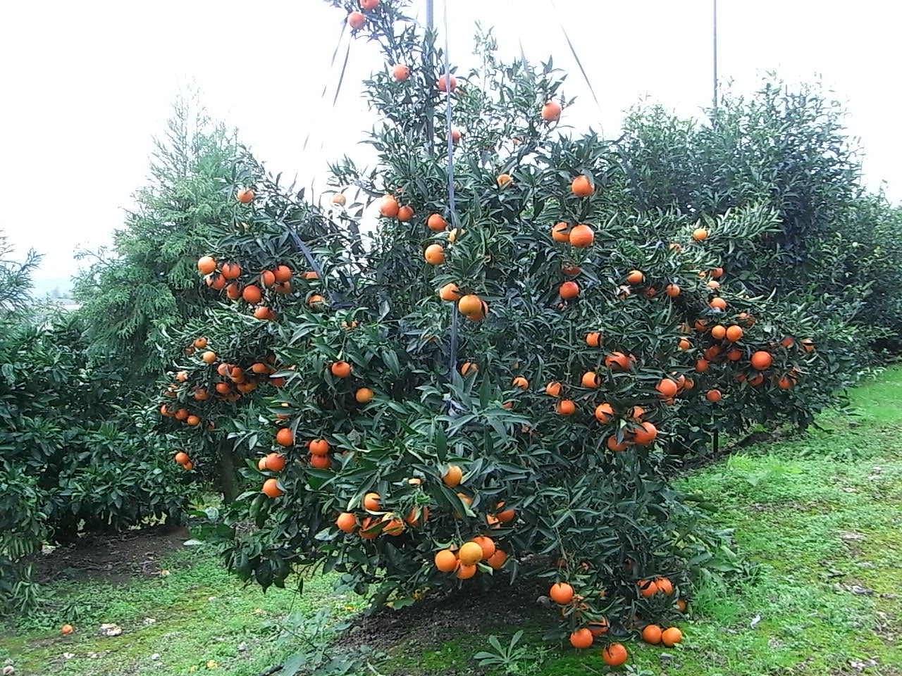 果实 (MAFF, Japan)