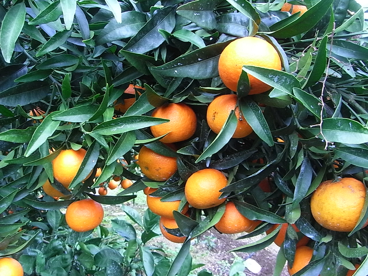 果实 (MAFF, Japan)