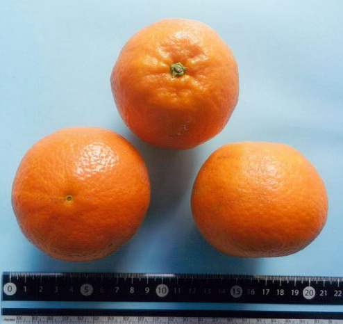 果实 (MAFF, Japan)