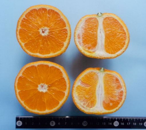 果实 (MAFF, Japan)