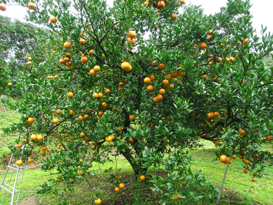 果实 (MAFF, Japan)