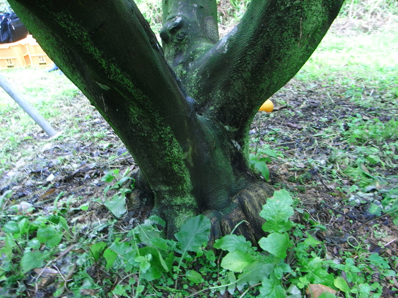 果实 (MAFF, Japan)