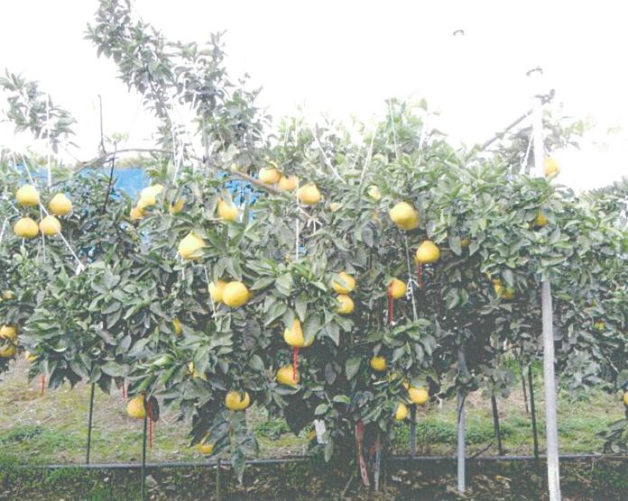 树体 (MAFF, Japan)