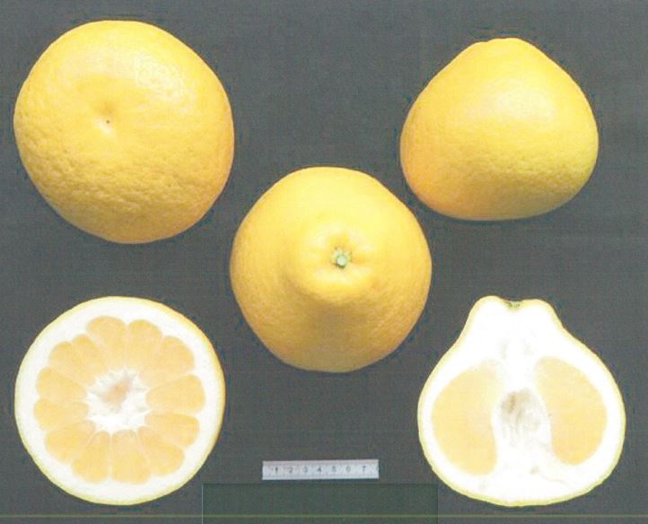 果实 (MAFF, Japan)