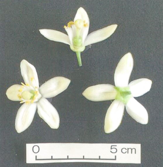 果实 (MAFF, Japan)